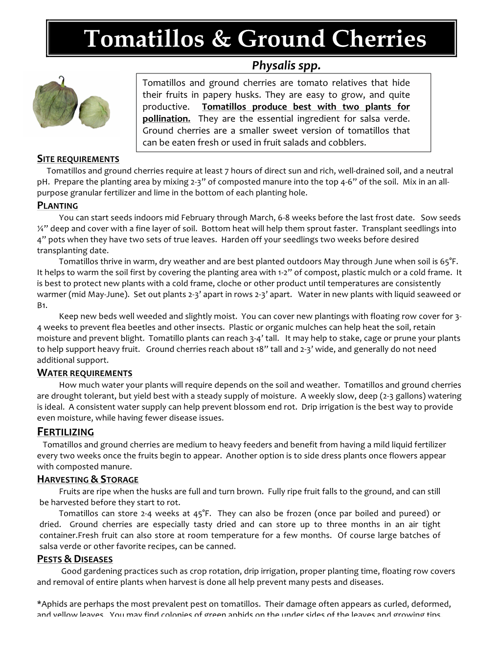 Tomatillo and Ground Cherry