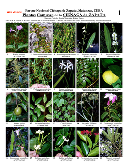 Plantas Comunes De La CIENAGA De ZAPATA 1 Ramona Oviedo, Tania Chateloin, Robin Foster Fotos De R