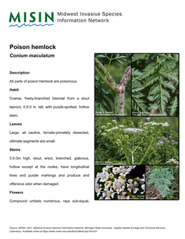Poison Hemlock Conium Maculatum