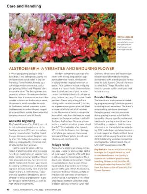 Alstroemeria: a Versatile and Enduring Flower