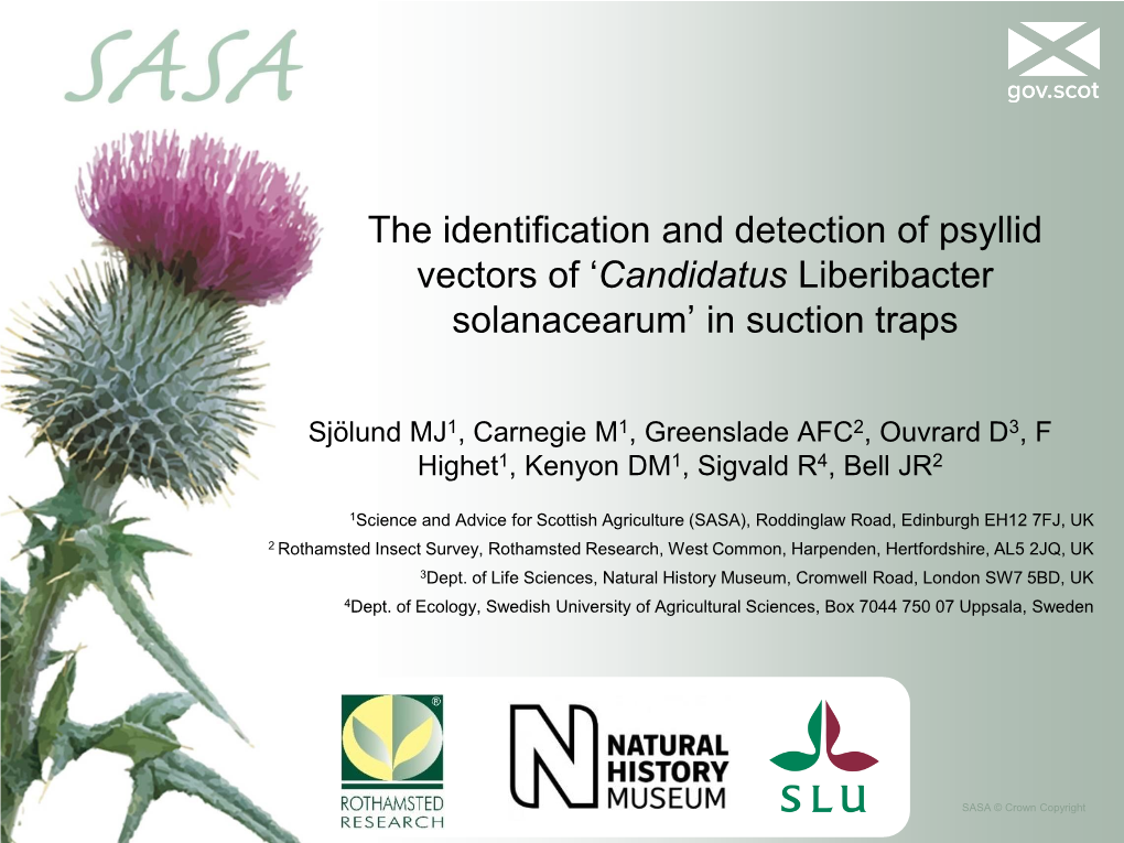 Molecular Methods for Psyllid Identification