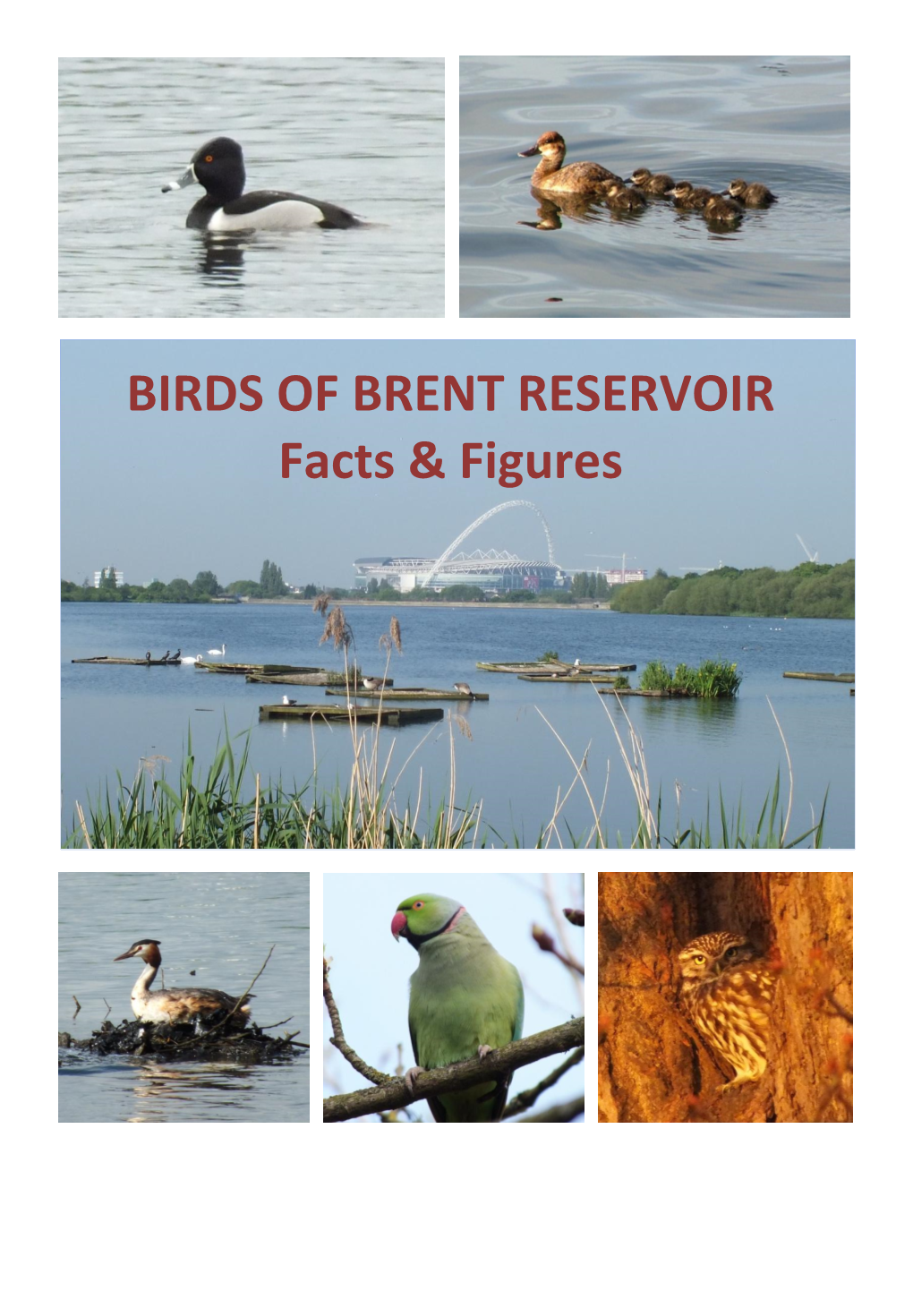 BIRDS of BRENT RESERVOIR Facts & Figures