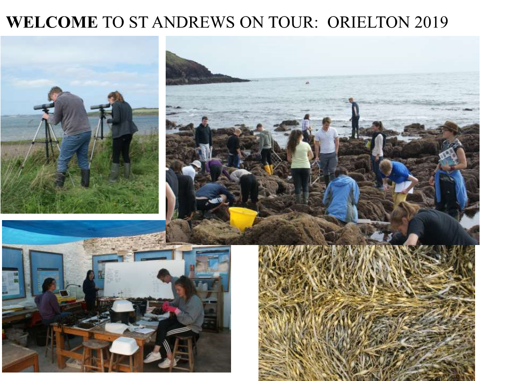 Orielton 2019