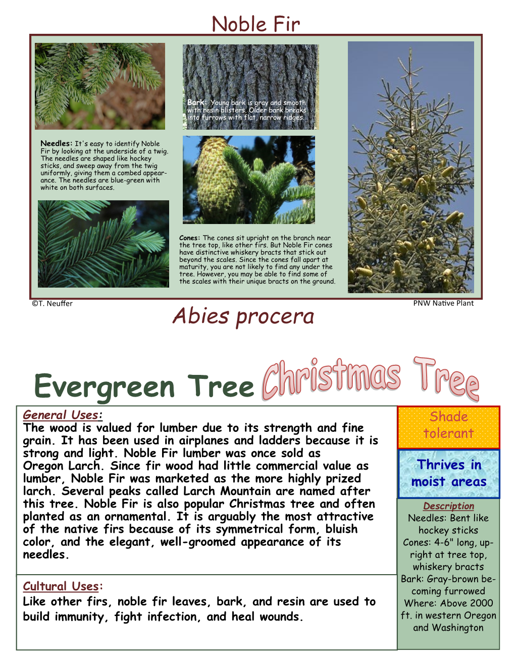 Abies Procera