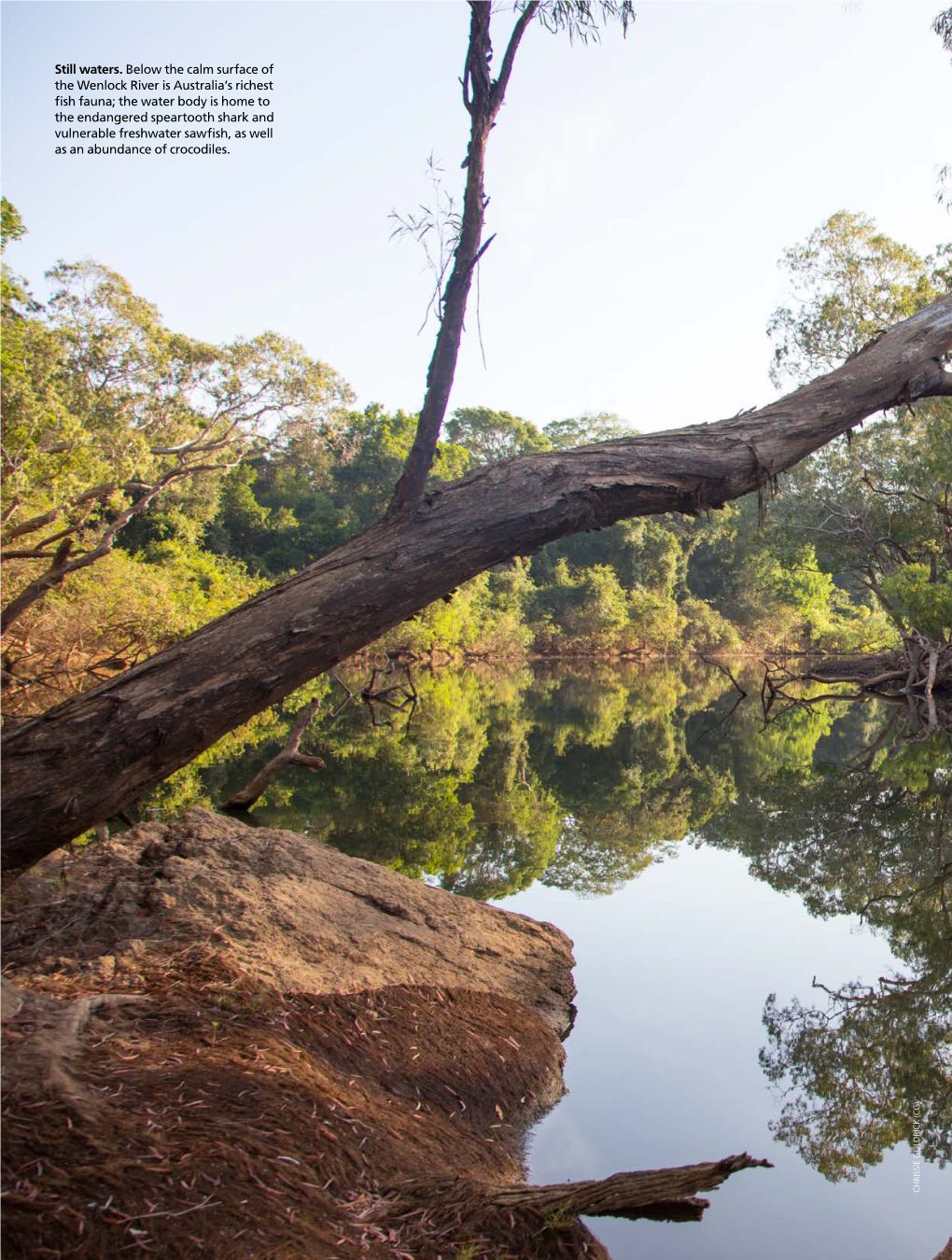 Still Waters. Below the Calm Surface of the Wenlock River Is Australia's