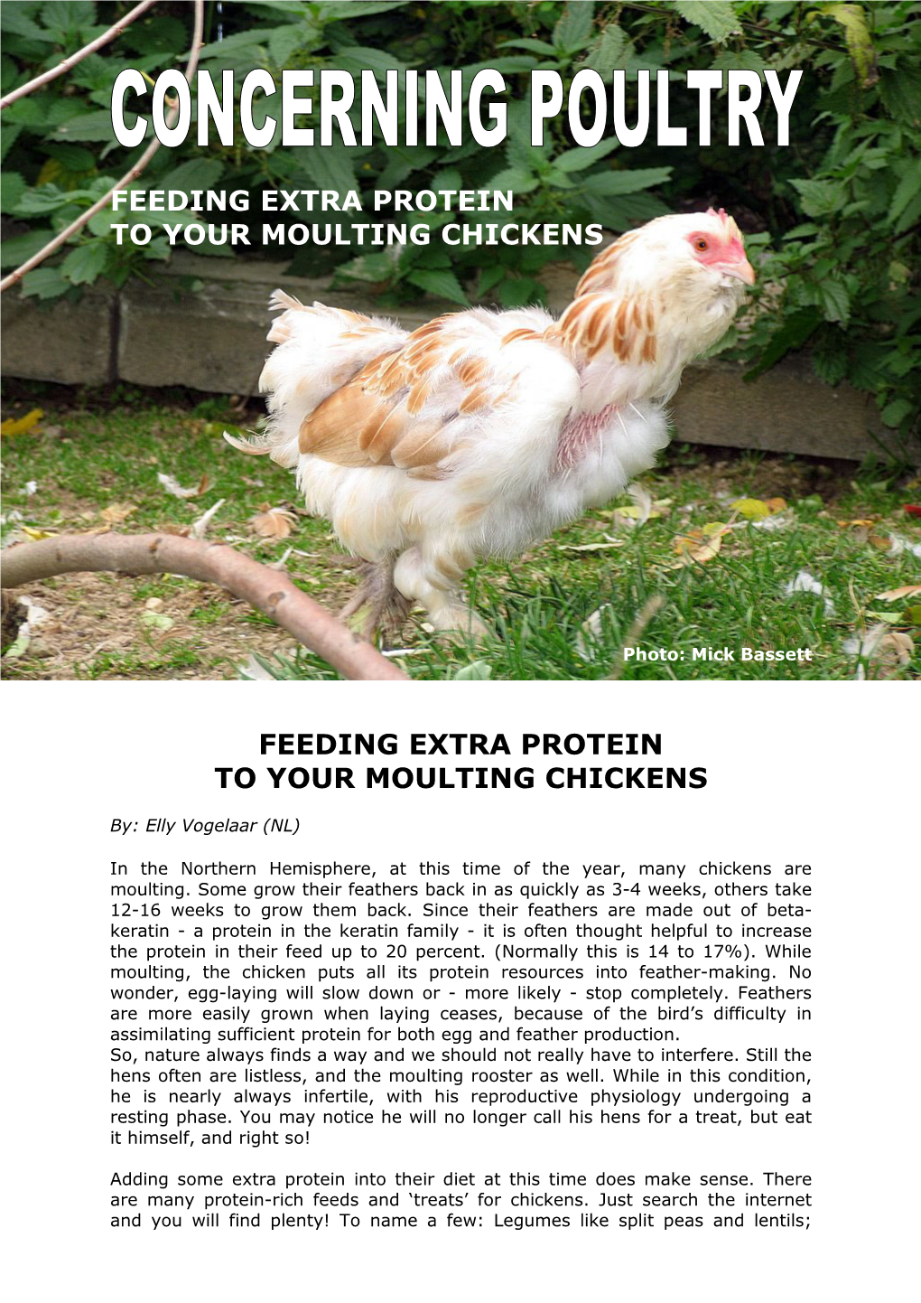 Feeding Extra Protein to Your Moulting Chickens Feeding Extra Protein to Your Moulting Chickens