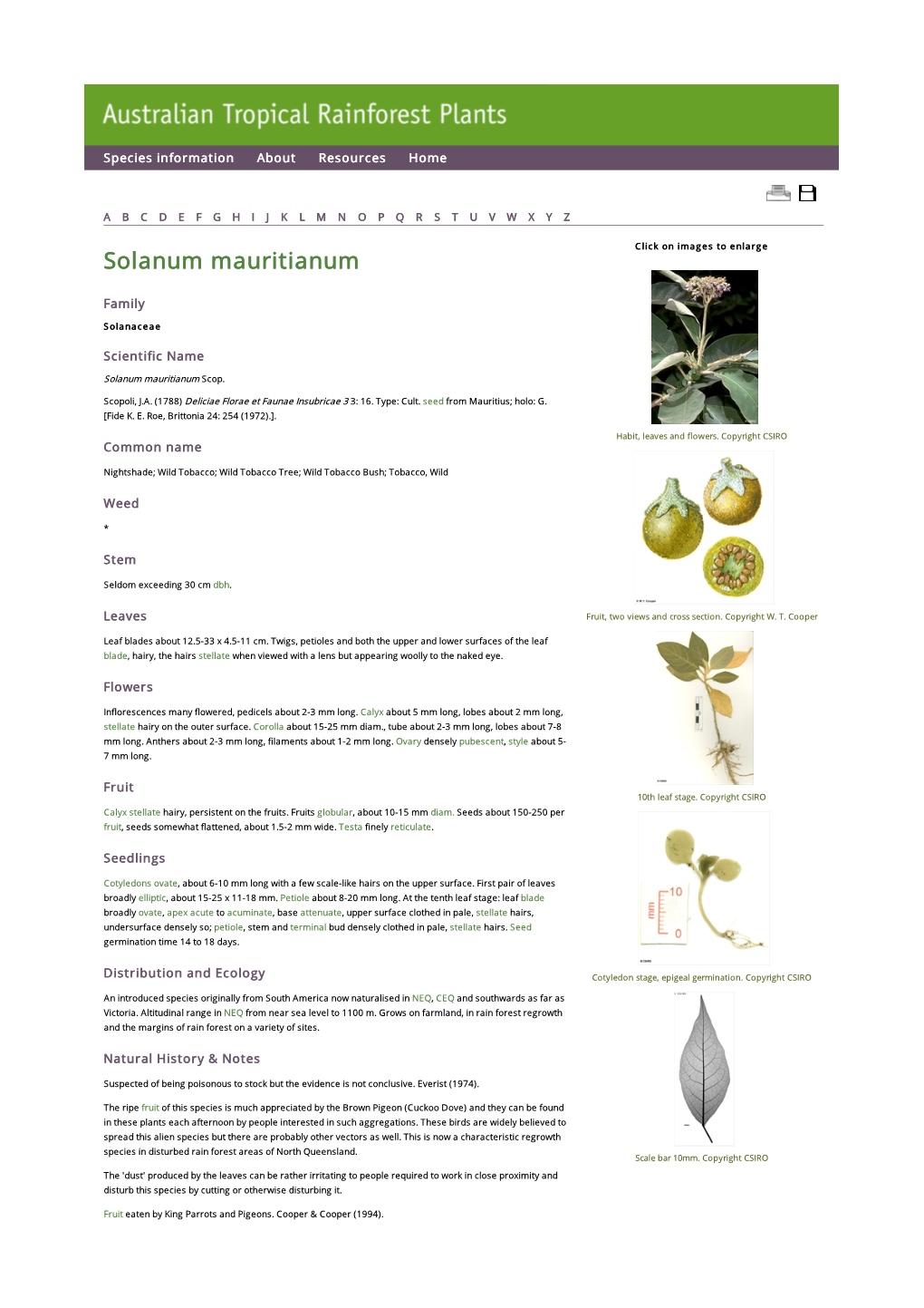 Solanum Mauritianum Click on Images to Enlarge