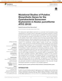 Mutational Studies of Putative Biosynthetic Genes for the Cyanobacterial Sunscreen Scytonemin in Nostoc Punctiforme ATCC 29133