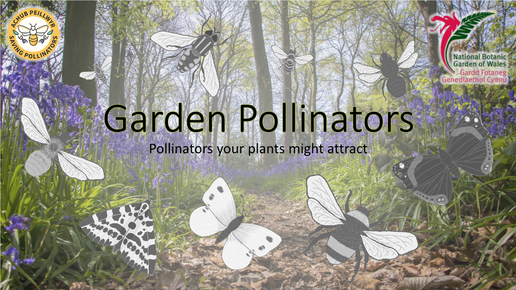 Introduction to Pollinators