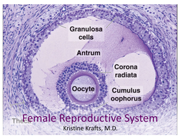 Female Reproductive System Objectives