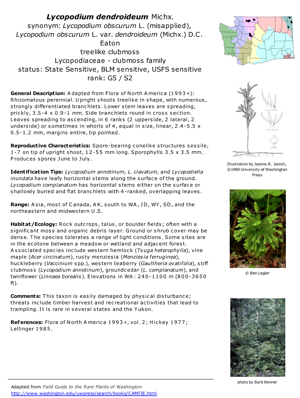 Lycopodium Dendroideum Michx