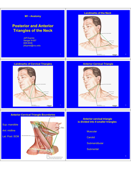 Posterior and Anterior Triangles of the Neck