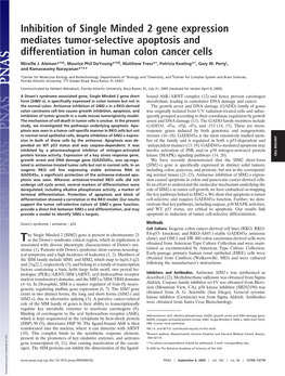 Inhibition of Single Minded 2 Gene Expression Mediates Tumor-Selective Apoptosis and Differentiation in Human Colon Cancer Cells