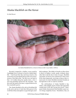 Alaska Blackfish on the Kenai by Matt Bowser