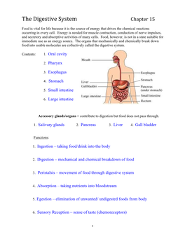The Digestive System Chapter 15