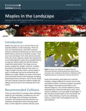 Maples in the Landscape Sheriden Hansen, Jaydee Gunnell, and Andra Emmertson