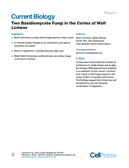 Two Basidiomycete Fungi in the Cortex of Wolf Lichens