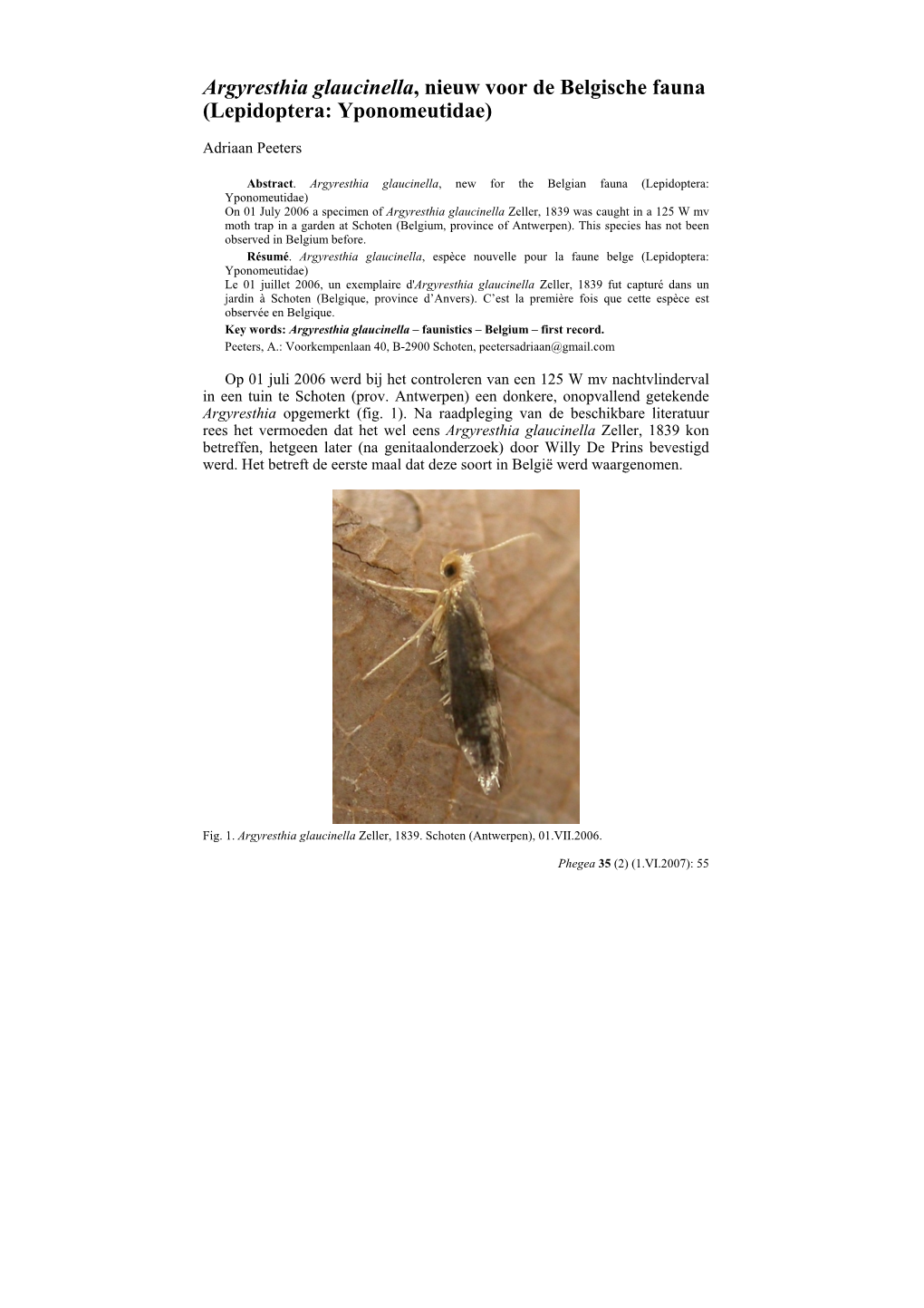 Argyresthia Glaucinella, Nieuw Voor De Belgische Fauna (Lepidoptera: Yponomeutidae)