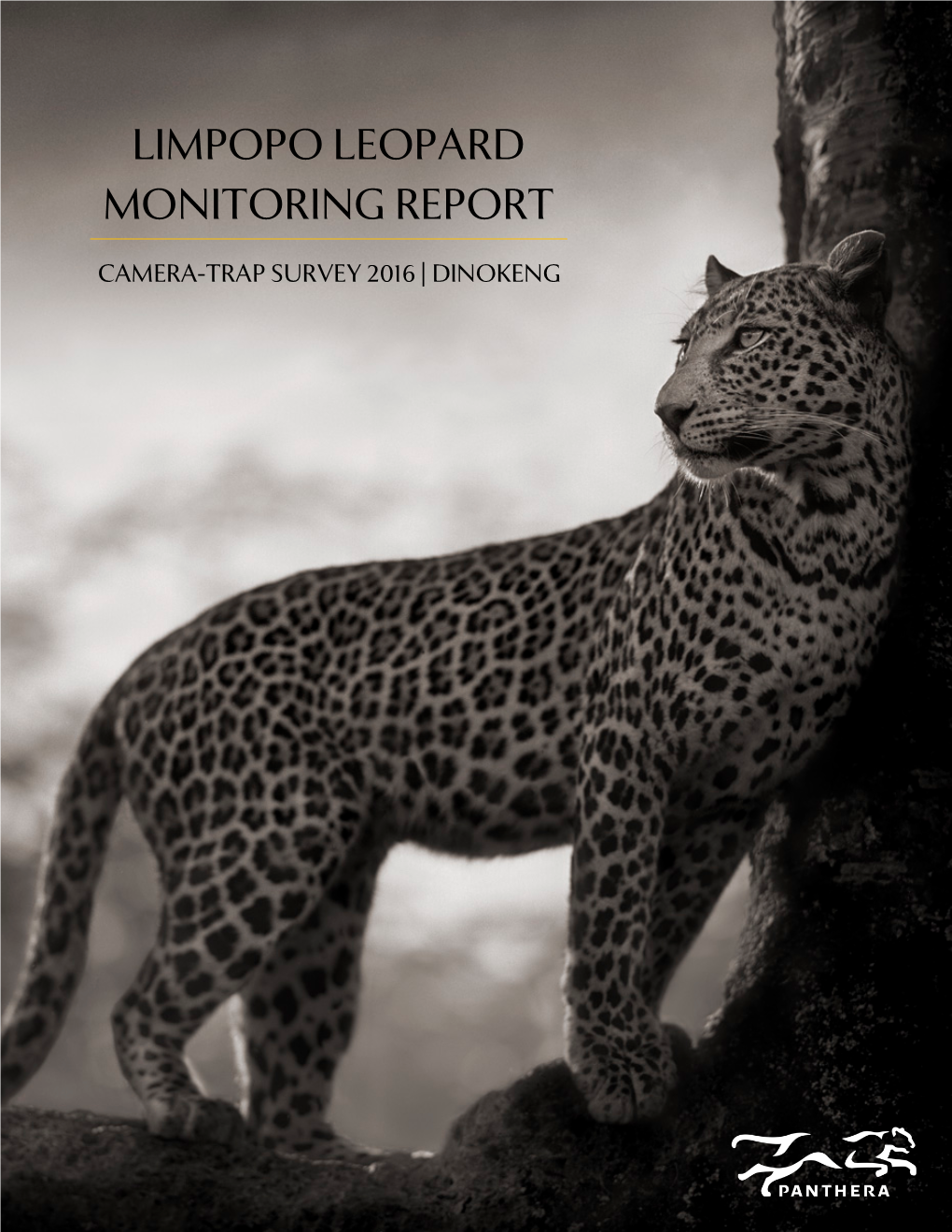 Limpopo Leopard Monitoring Report