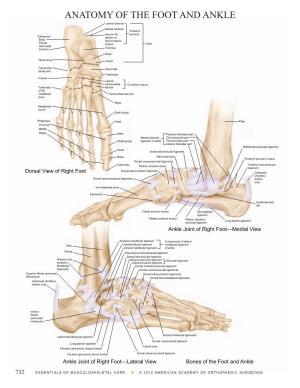 ANATOMY of the FOOT and ANKLE Lateral Tubercle