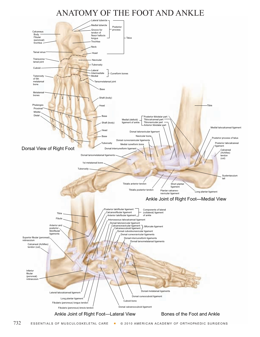 ANATOMY of the FOOT and ANKLE Lateral Tubercle - DocsLib