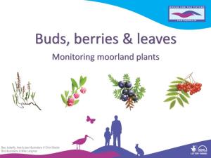 Buds, Berries & Leaves