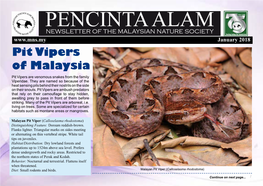 Pit Vipers of Malaysia Pit Vipers Are Venomous Snakes from the Family Viperidae