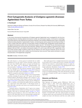 First Cytogenetic Analysis of Eratigena Agrestris (Araneae: Agelenidae) from Turkey