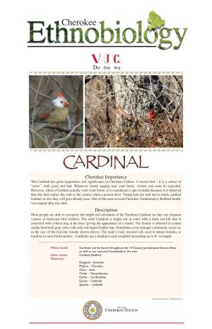 Cardinal Has Great Importance and Significance in Cherokee Culture