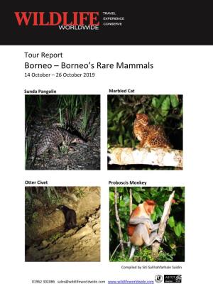 Borneo's Rare Mammals