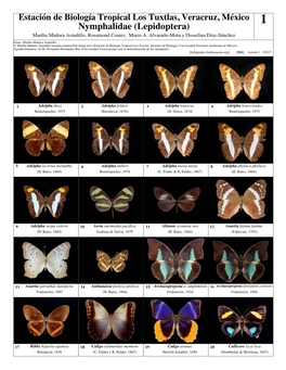 Nymphalidae (Lepidoptera)