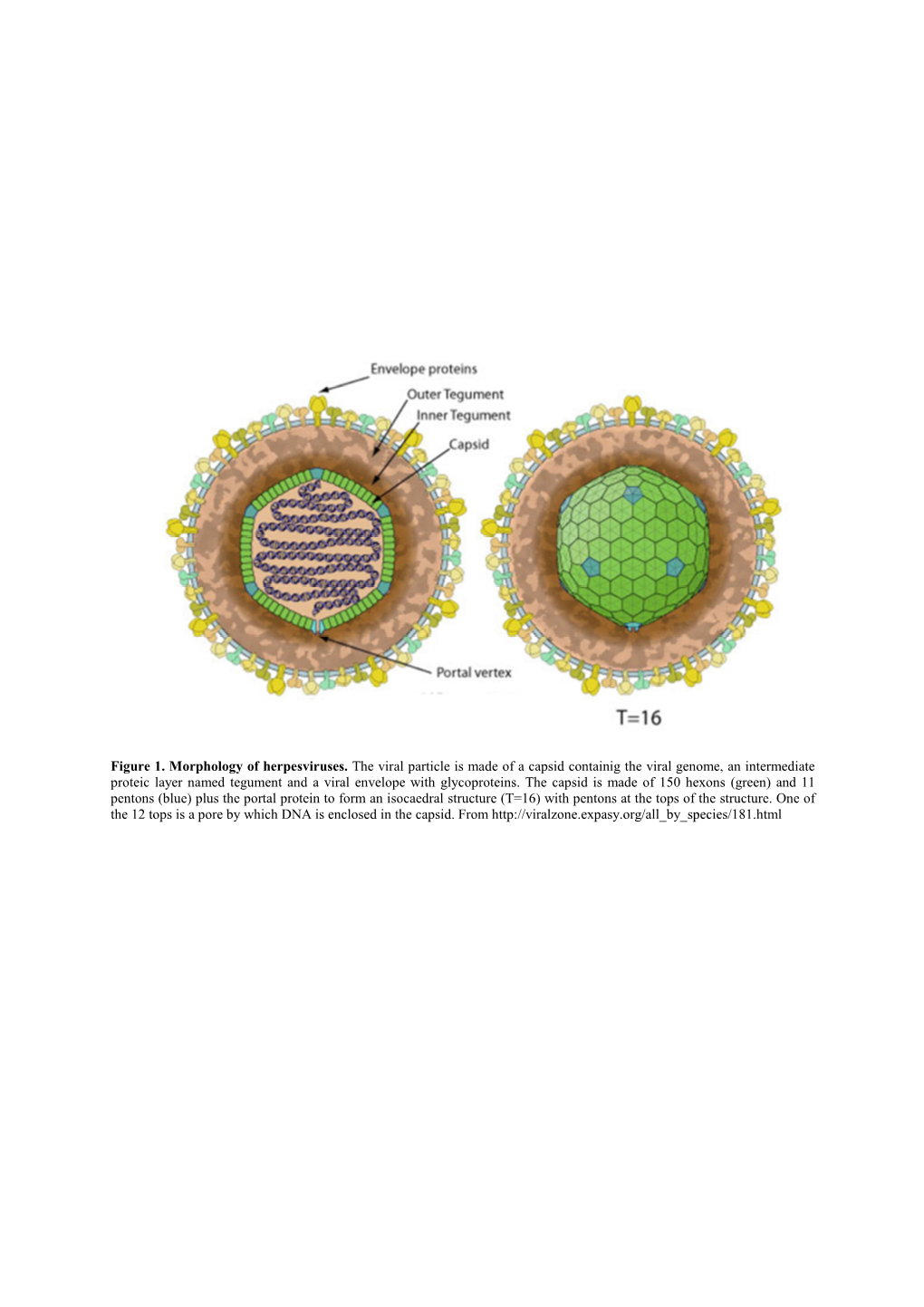 Figure 1. Morphology of Herpesviruses. the Viral Particle Is Made of A