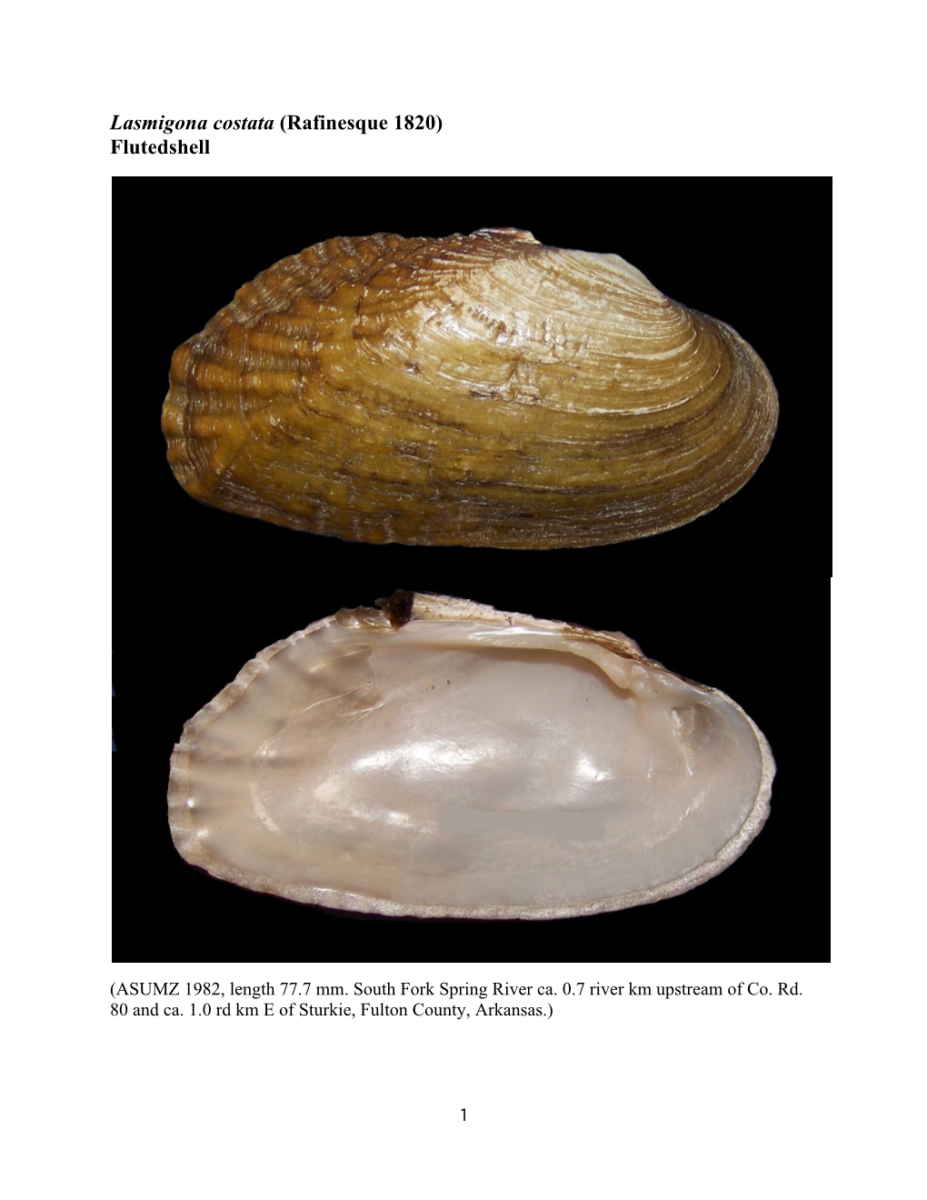 Lasmigona Costata (Rafinesque 1820) Flutedshell