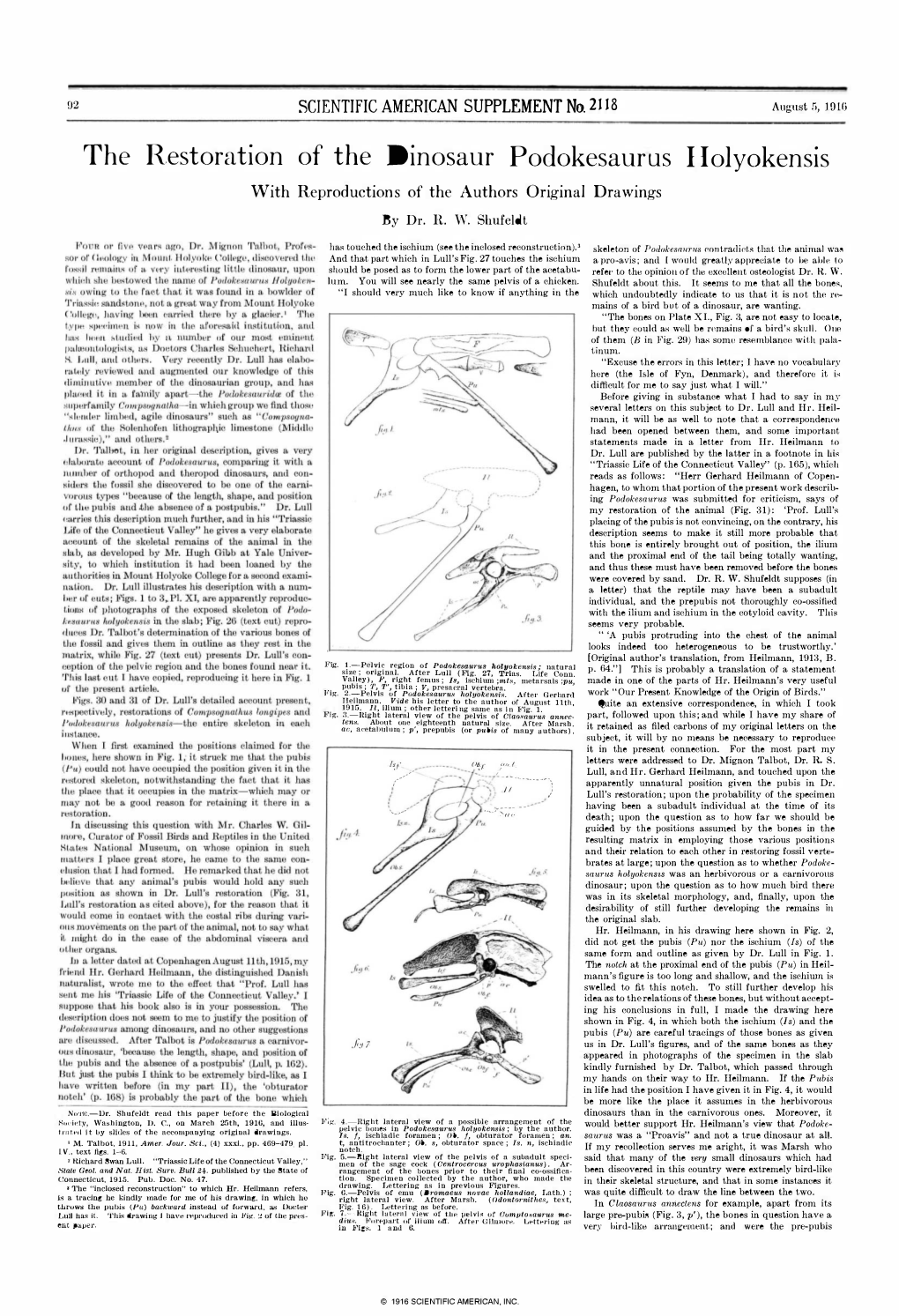 The R,Estoration of the Dinosaur Podokesaurus Holyokensis