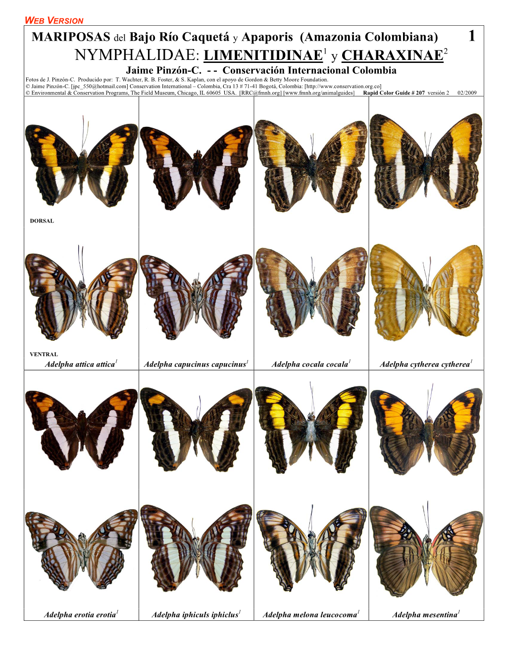 Bajo Río Caquetá Y Apaporis (Amazonia Colombiana) 1 NYMPHALIDAE: LIMENITIDINAE1 Y CHARAXINAE2 Jaime Pinzón-C