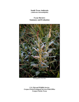 South Texas Ambrosia (Ambrosia Cheiranthifolia)