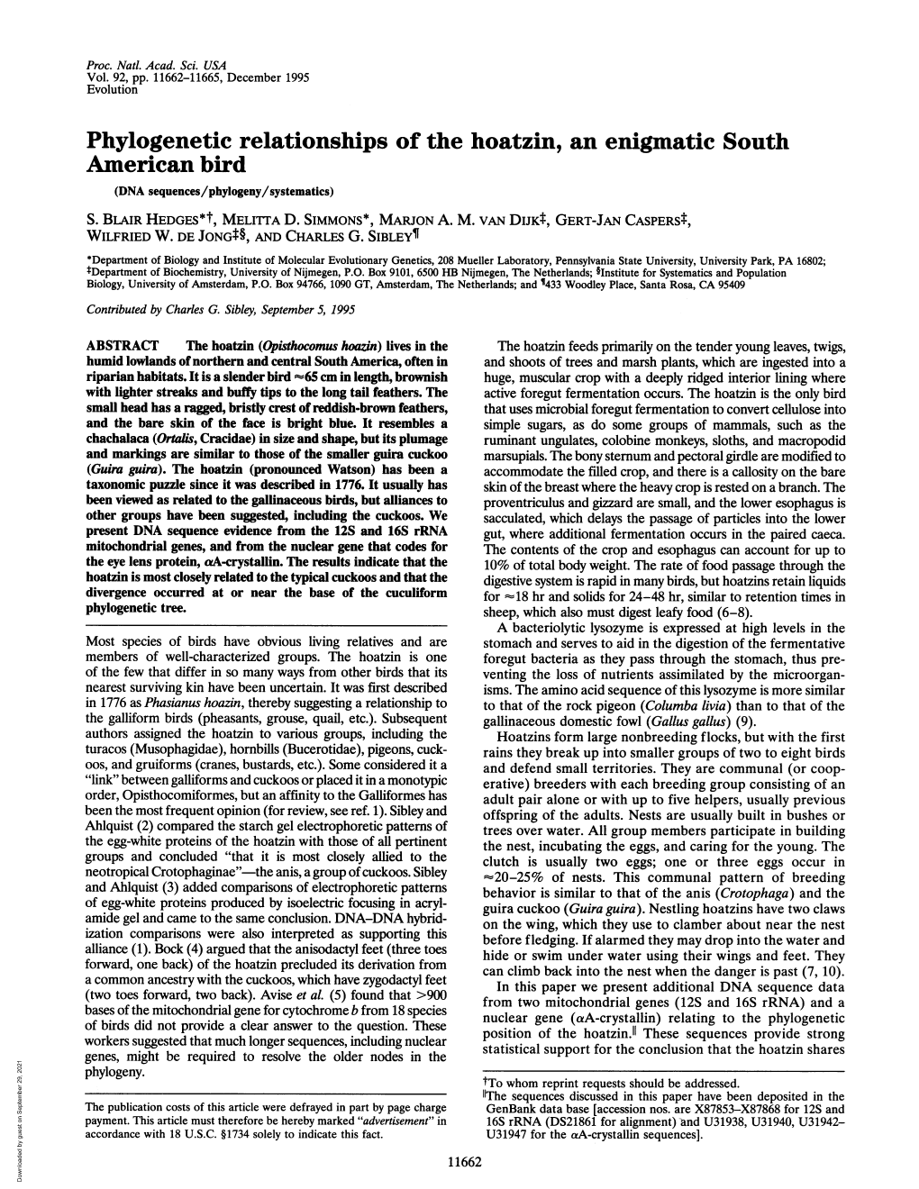 Phylogenetic Relationships of the Hoatzin, an Enigmatic South American Bird (DNA Sequences/Phylogeny/Systematics) S