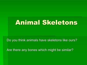 Do You Think Animals Have Skeletons Like Ours?