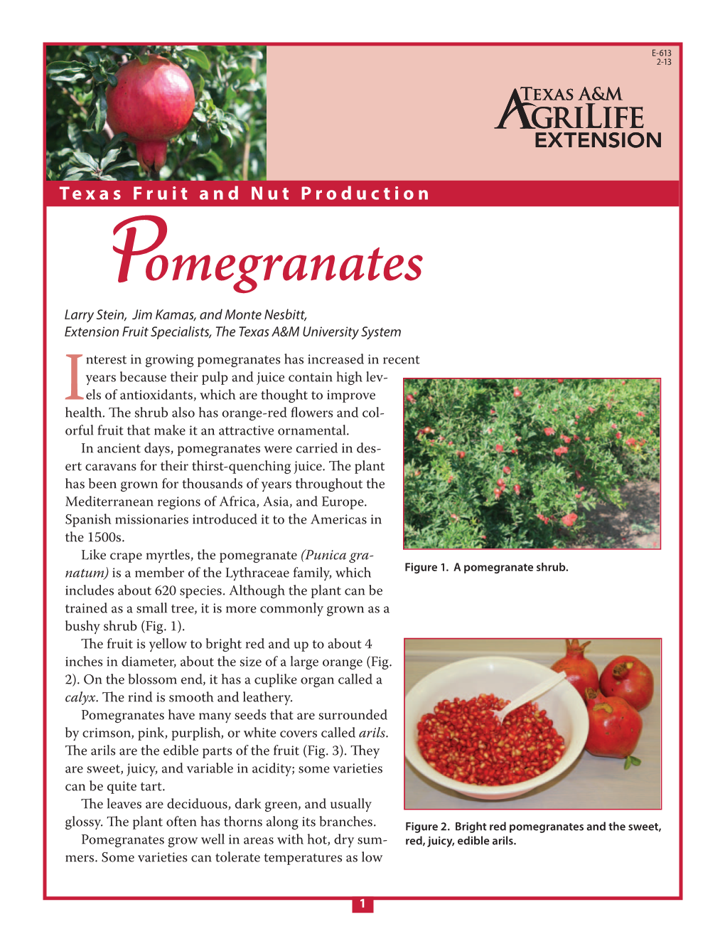 Pomegranate Tree Begins Bearing, Prune It Annu- Ally to Maintain the Major Branches, Thin out the Growth, and Remove Dead Or Damaged Shoots