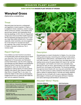 Wavyleaf Grass (Oplismenus Undulatifolius)