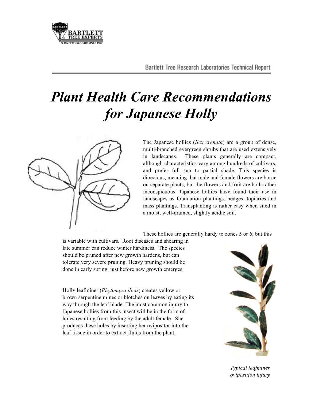 Plant Health Care Recommendations for Japanese Holly