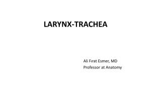 Larynx-Trachea