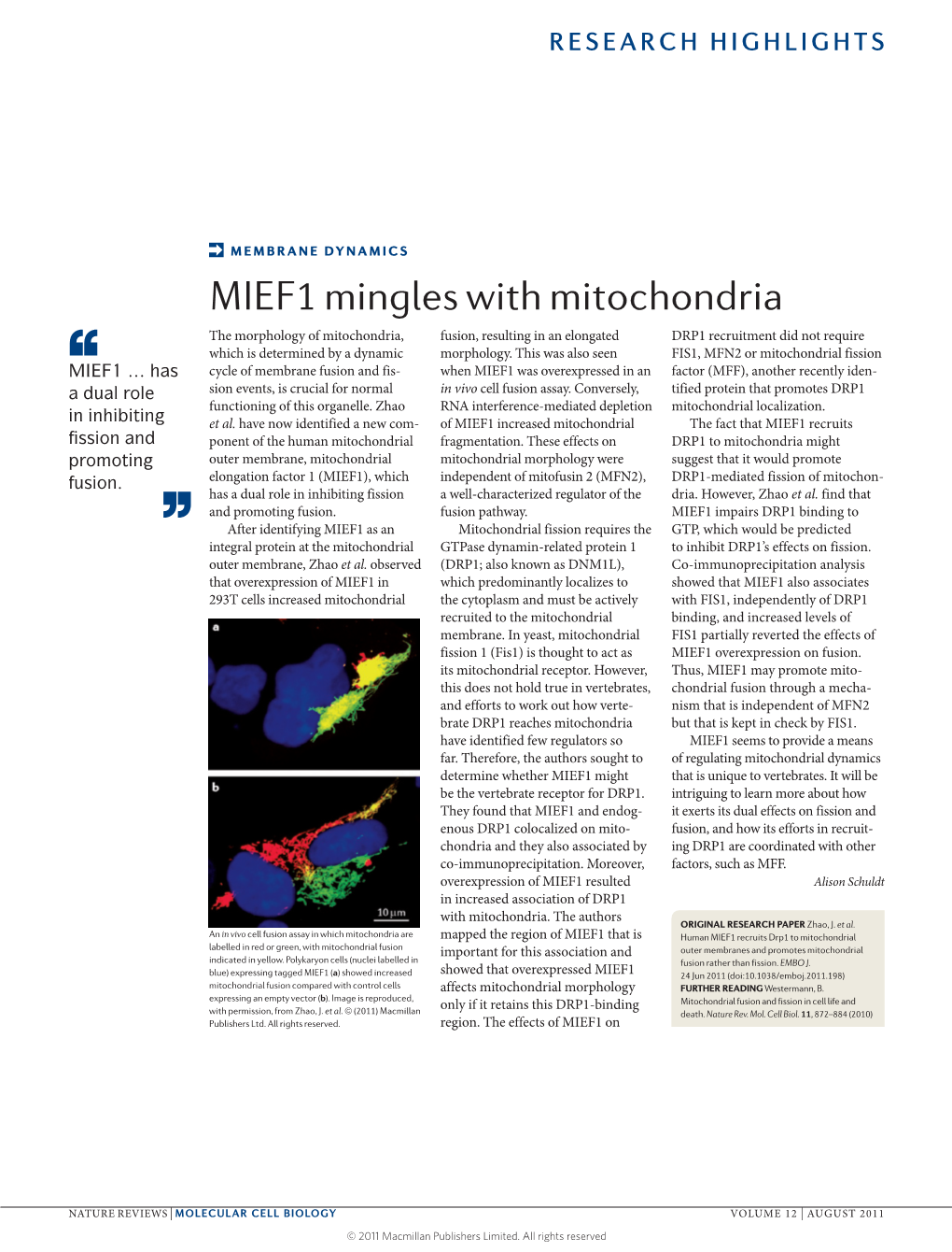 Membrane Dynamics: MIEF1 Mingles with Mitochondria
