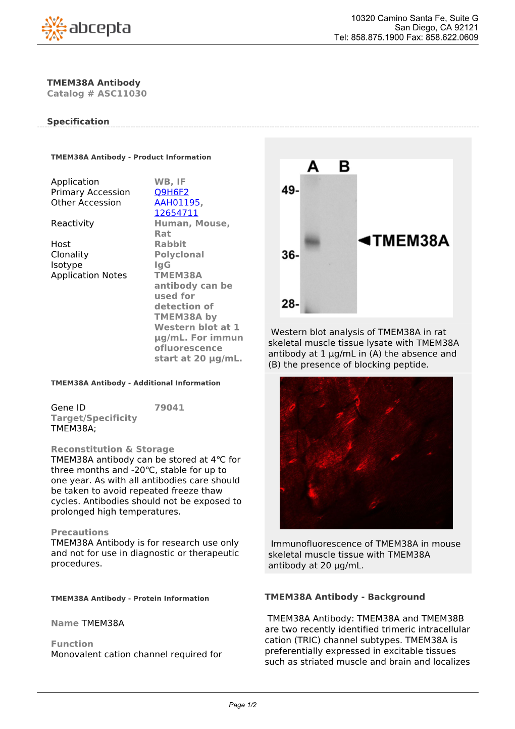 TMEM38A Antibody Catalog # ASC11030