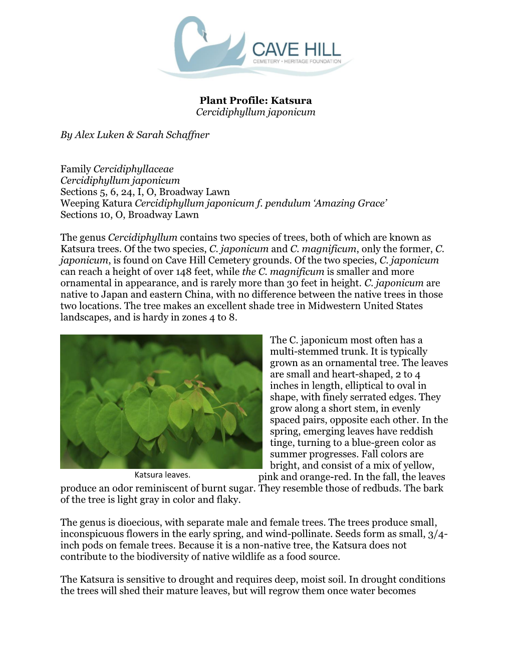 Plant Profile: Katsura Cercidiphyllum Japonicum by Alex Luken & Sarah Schaffner Family Cercidiphyllaceae Cercidiphyllum Japo