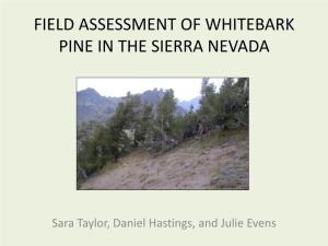 Field Assessment of Whitebark Pine in the Sierra Nevada