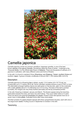 Camellia Japonica Camellia Japonica, Known As Common Camellia Or Japanese Camellia, Is One of the Best Known Species of the Genus Camellia