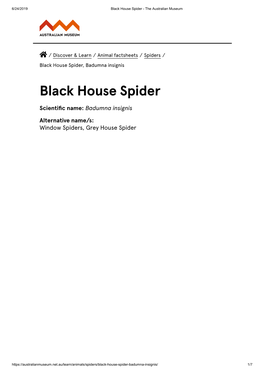 Black House Spider - the Australian Museum
