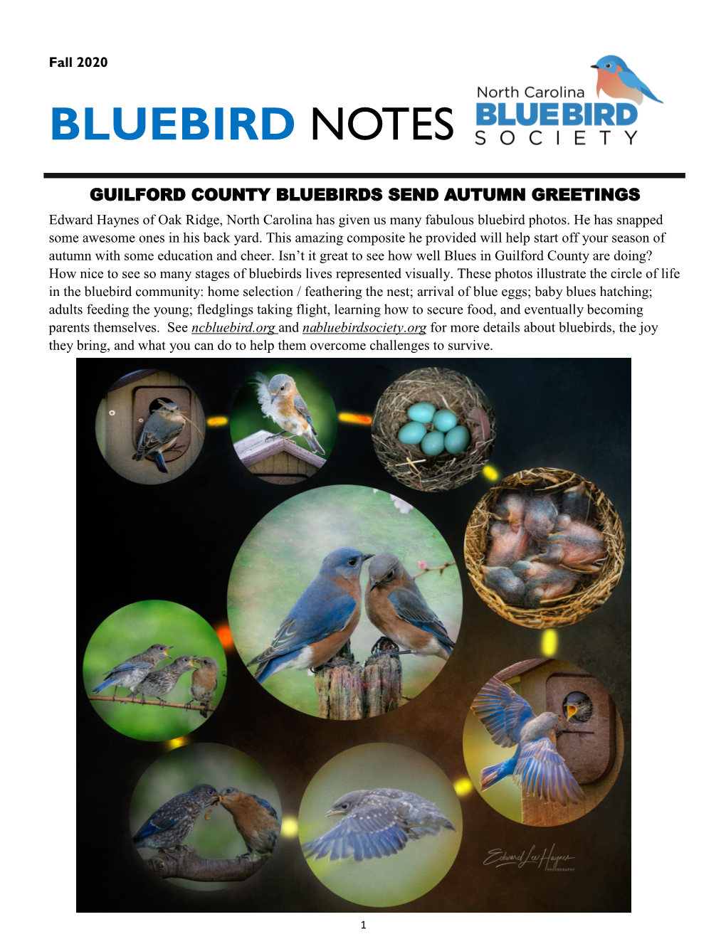 Bluebird Notes