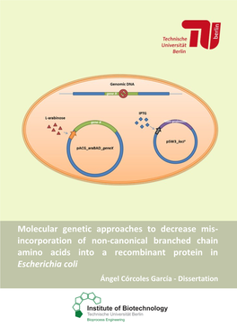 Molecular Genetic Approaches to Decrease Mis-Incorporation of Non